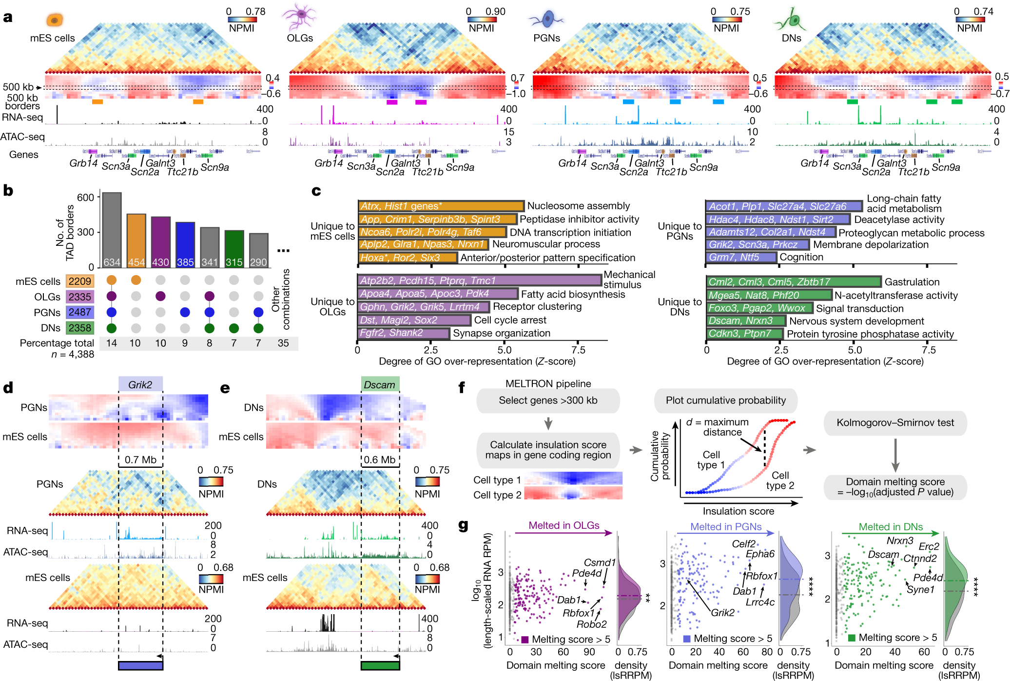 Fig. 2: Chromatin domains rearrange extensively in brain cells, notably at long genes that undergo melting events.