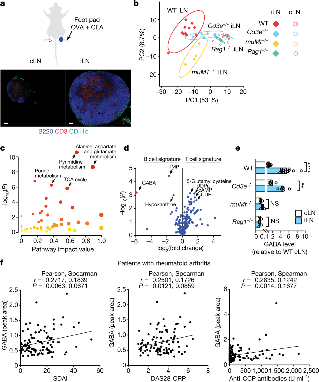 B cell-derived GABA elicits IL-10+ macrophages to limit anti-tumour  immunity | Nature