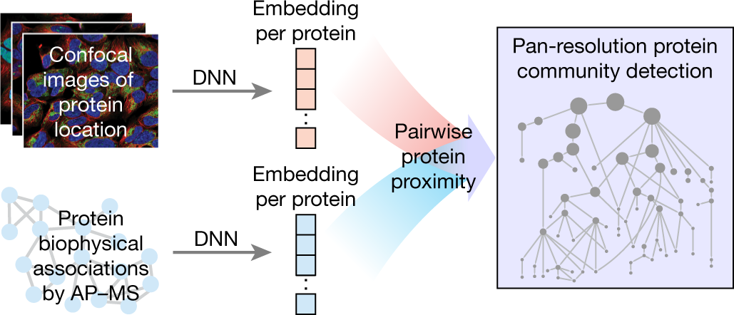 New tool enables mapping of protein interaction networks at scale