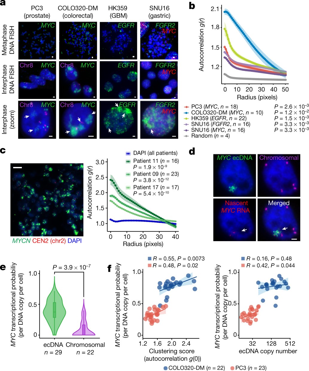 ecDNA hubs drive cooperative intermolecular oncogene expression | Nature