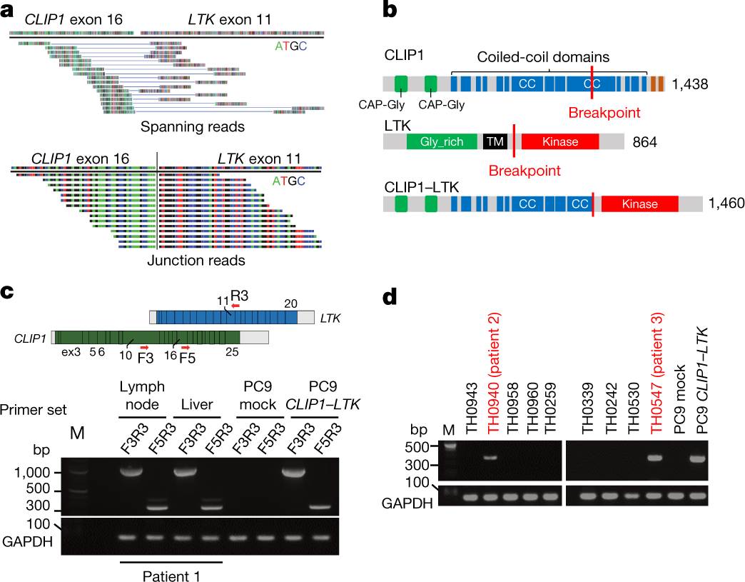 The CLIP1–LTK fusion is an oncogenic driver in non‐small‐cell lung cancer |  Nature