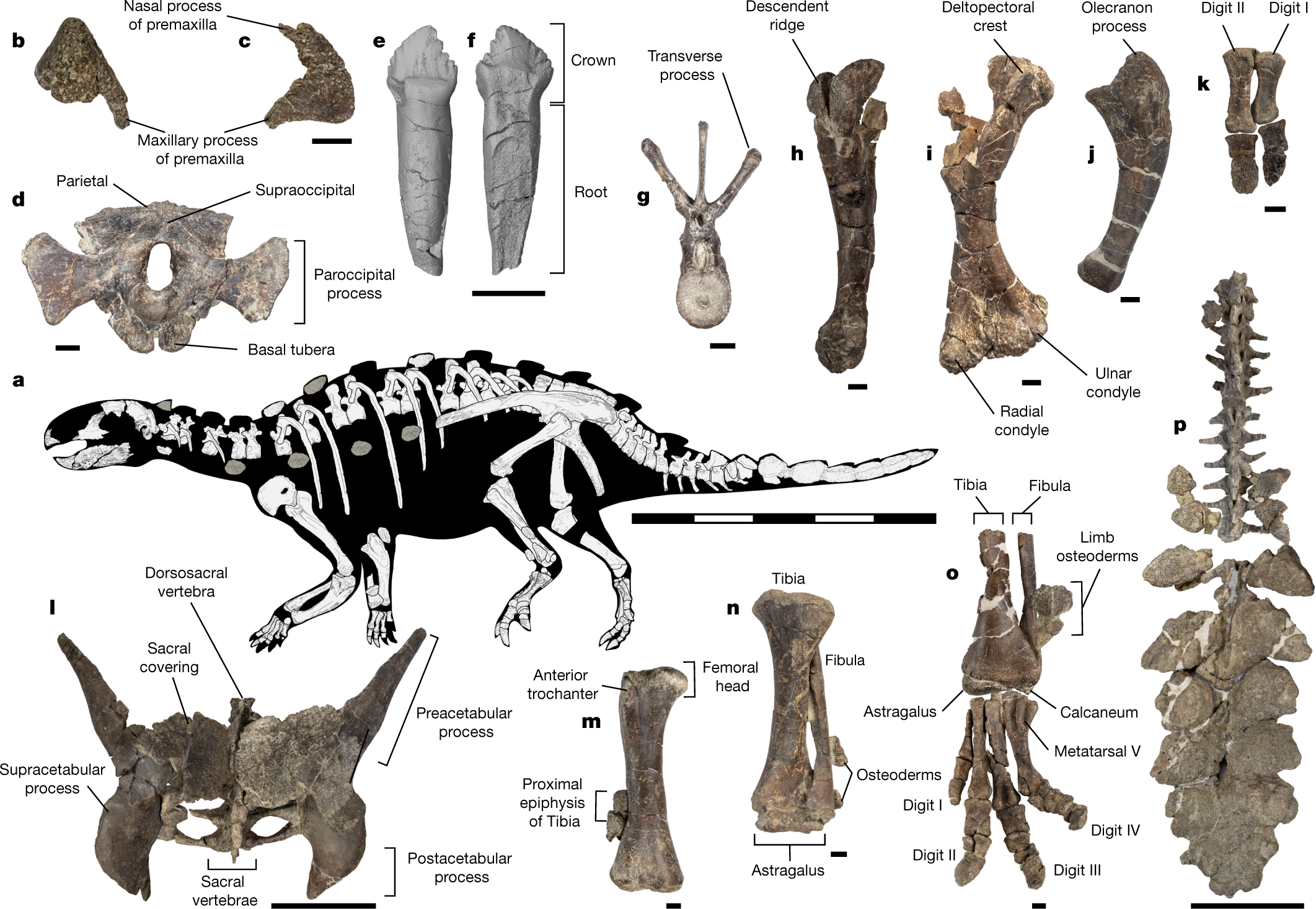 Bizarre tail weaponry in a transitional ankylosaur from subantarctic Chile