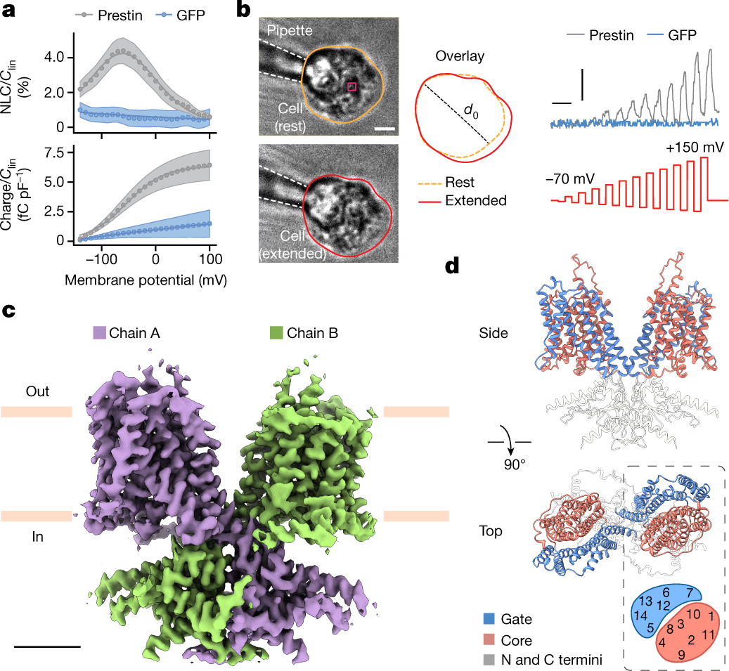 The conformational cycle of prestin underlies outer-hair cell  electromotility | Nature