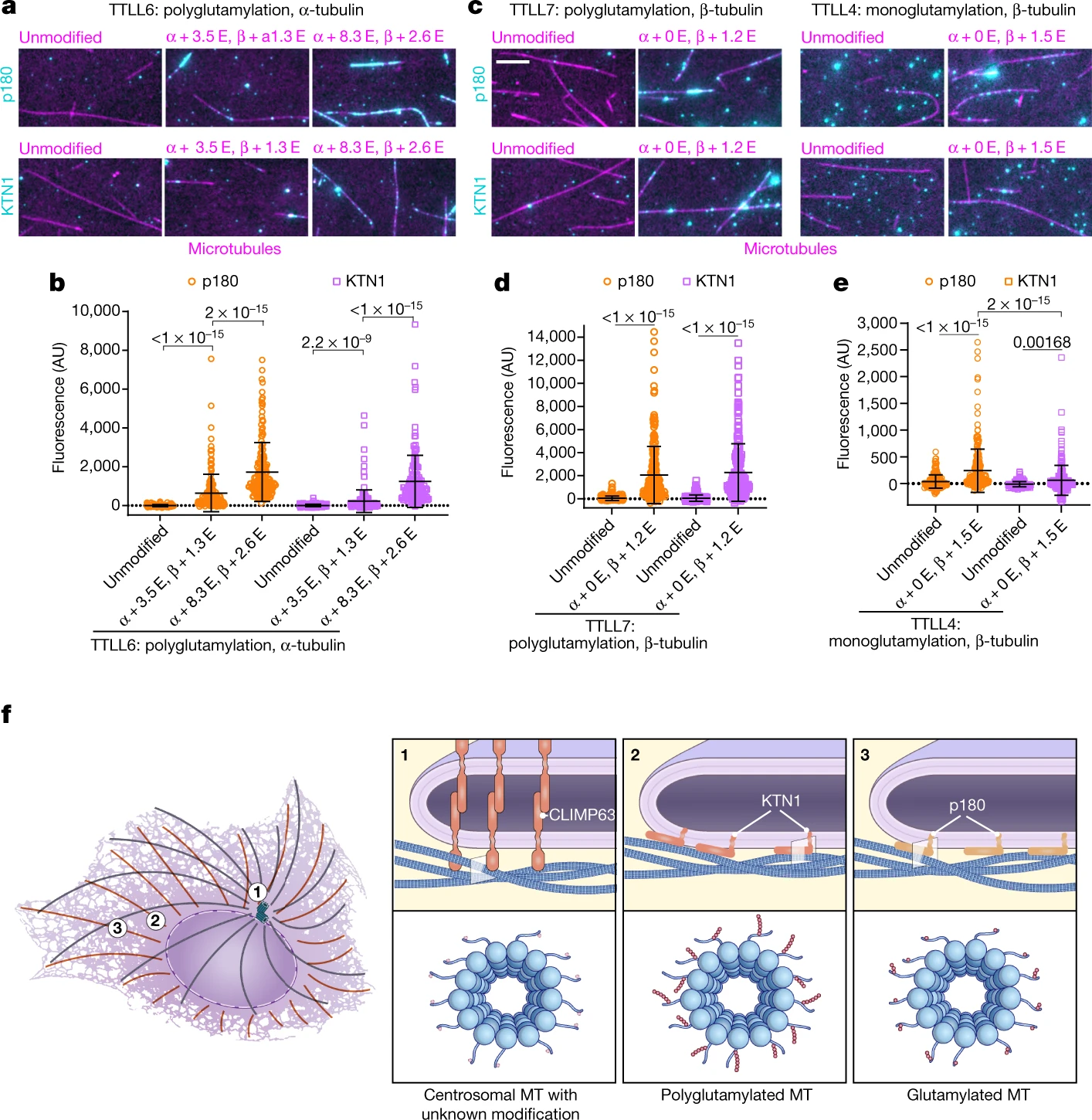 ER proteins decipher the tubulin code to regulate organelle distribution