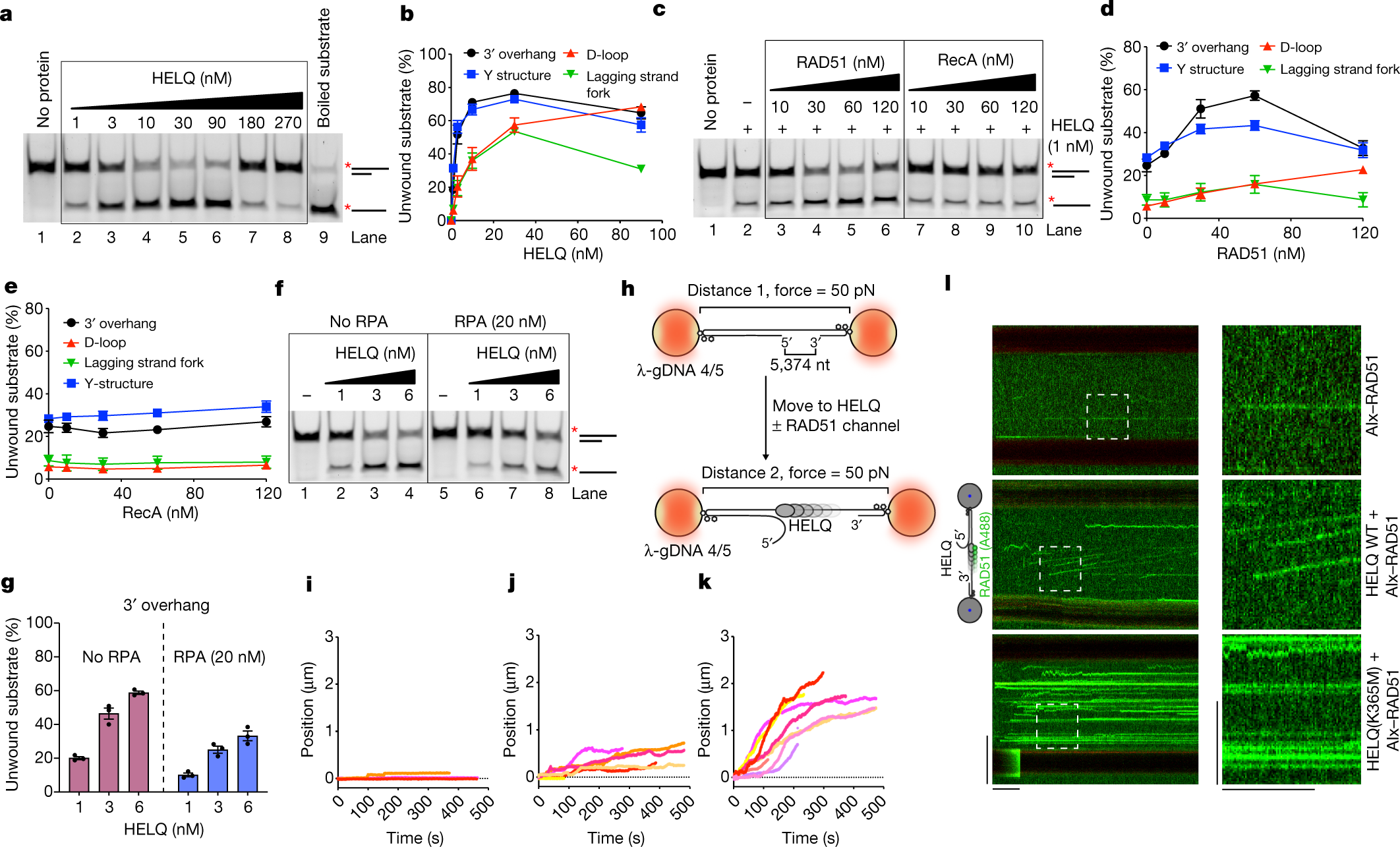 Helq Is A Dual Function Dsb Repair Enzyme Modulated By Rpa And Rad51 Nature