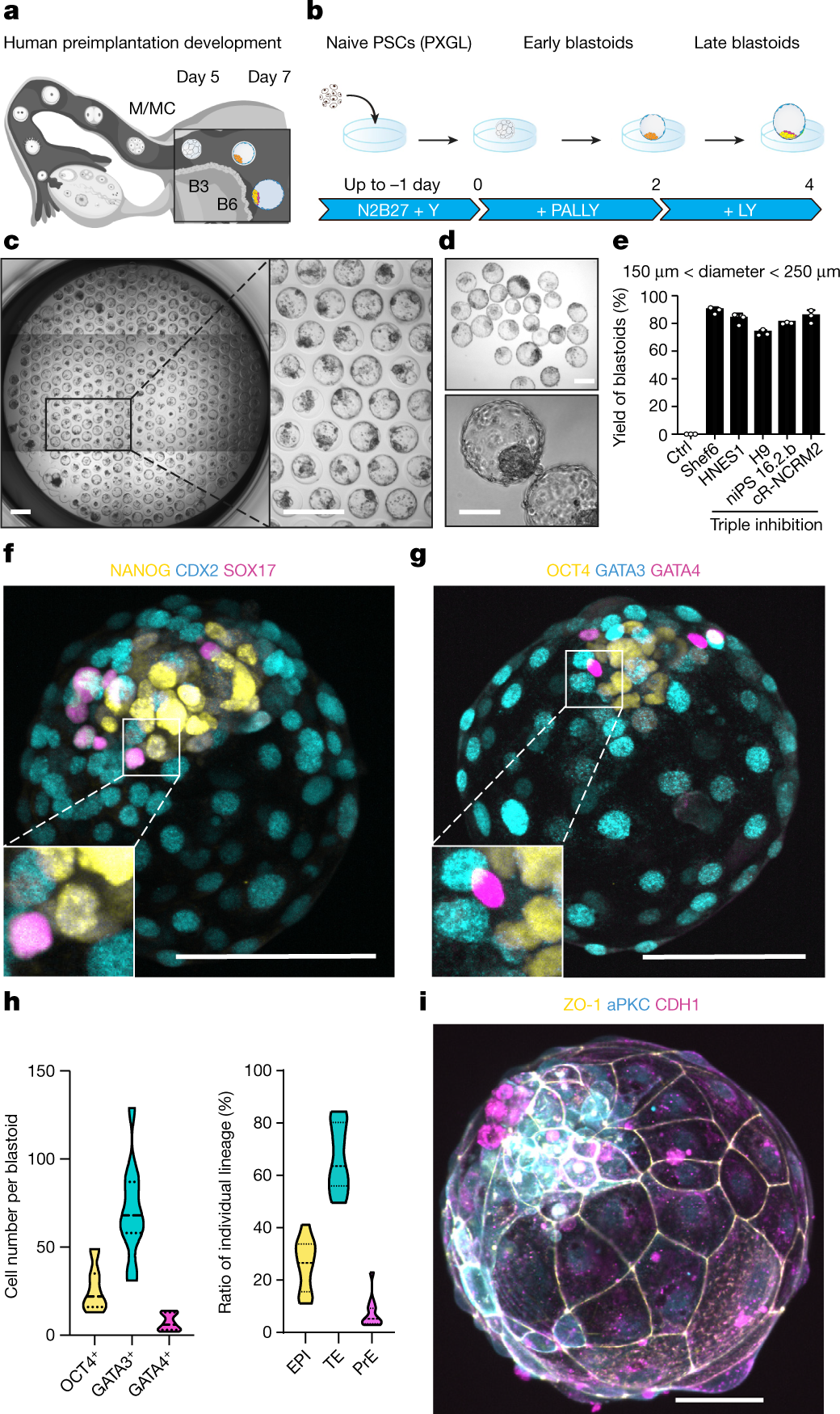 Human blastoids model blastocyst development and implantation | Nature