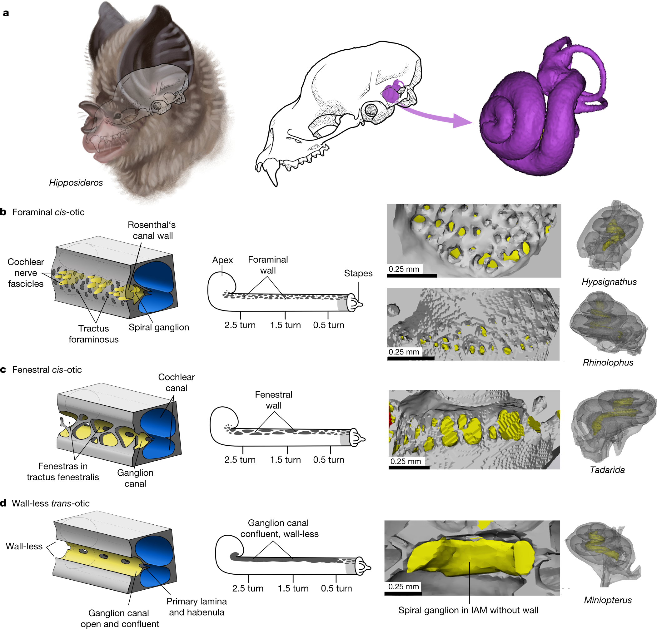 Evolution of inner ear neuroanatomy of bats and implications for  echolocation | Nature