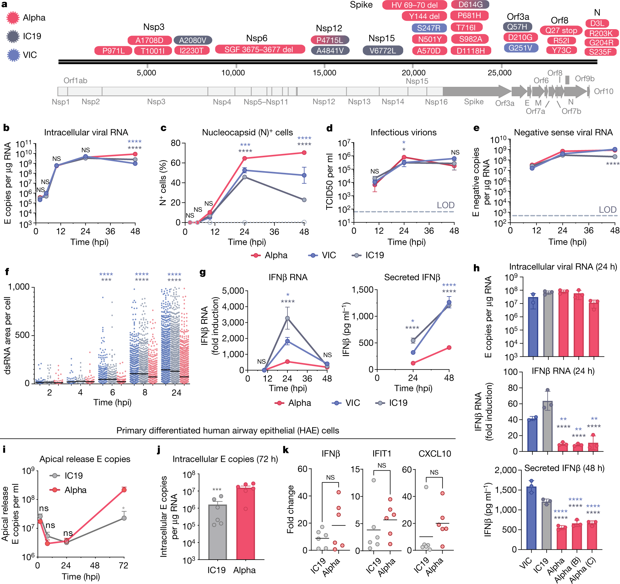 Evolution Of Enhanced Innate Immune Evasion By Sars Cov 2 Nature