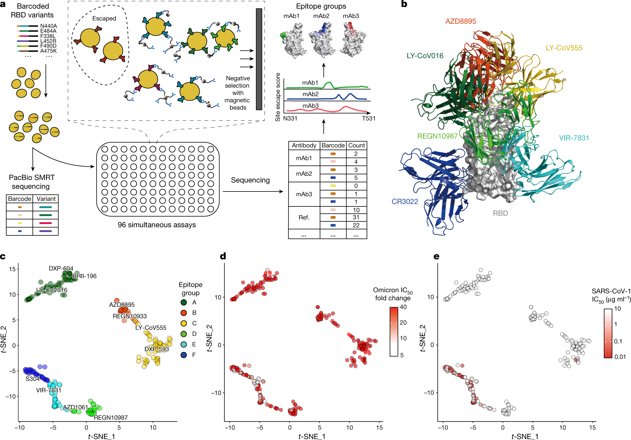 Study: Omicron evades some but not all monoclonal antibodies