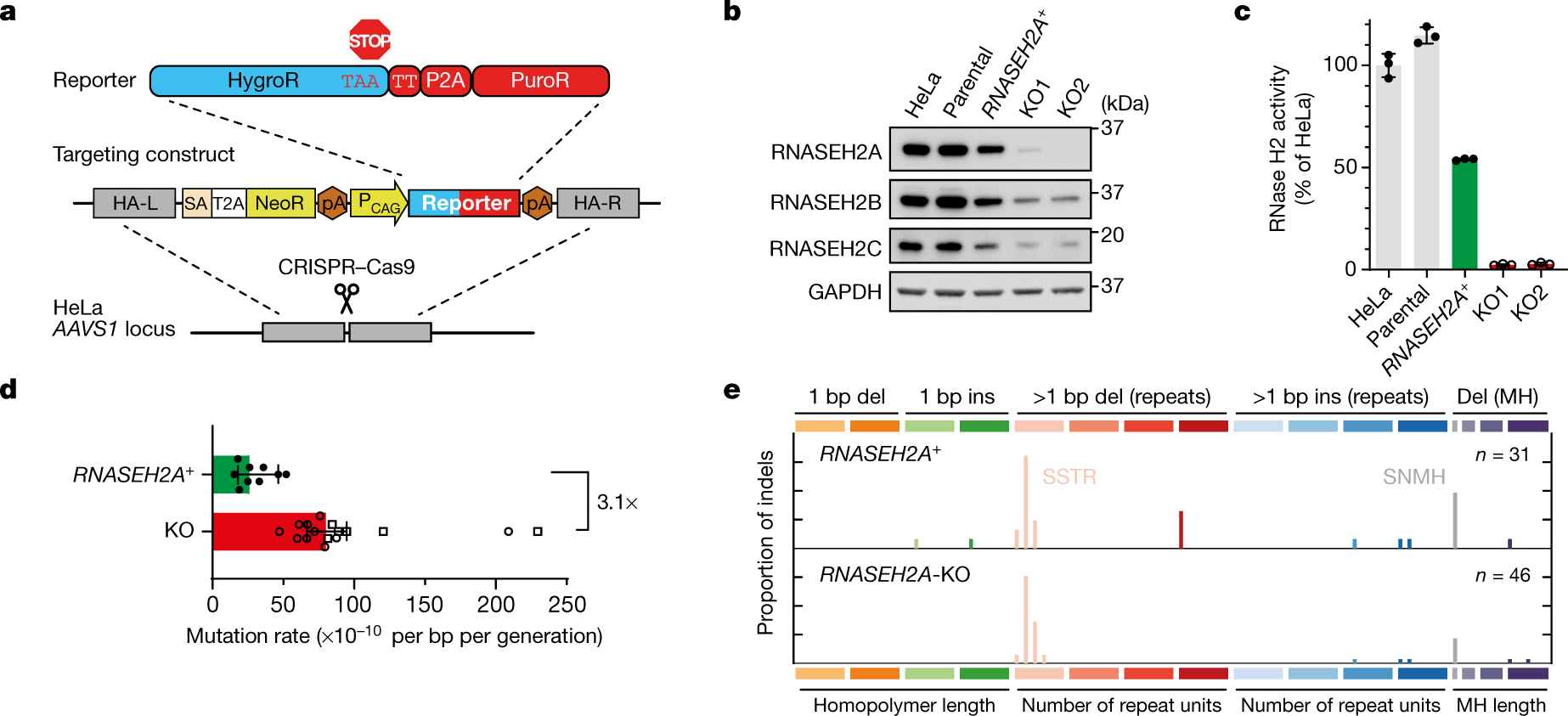 Fig. 2: SSTR deletions of 2 bp are increased in RNase-H2-null HeLa cells.