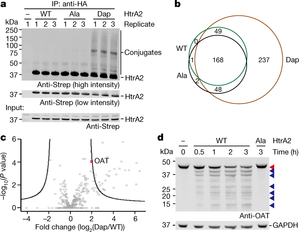 Mechanism-based traps enable protease and hydrolase substrate discovery |  Nature