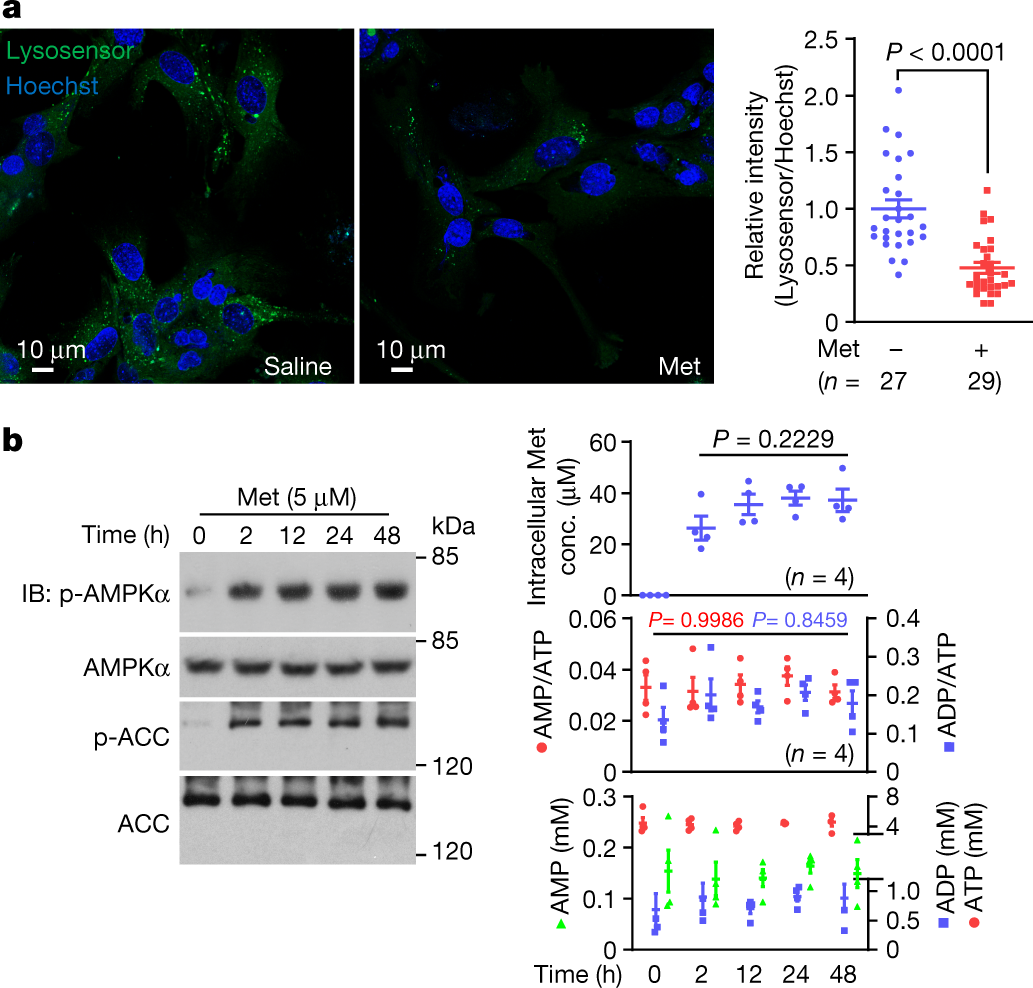 Low-dose metformin targets the lysosomal AMPK pathway through PEN2 | Nature