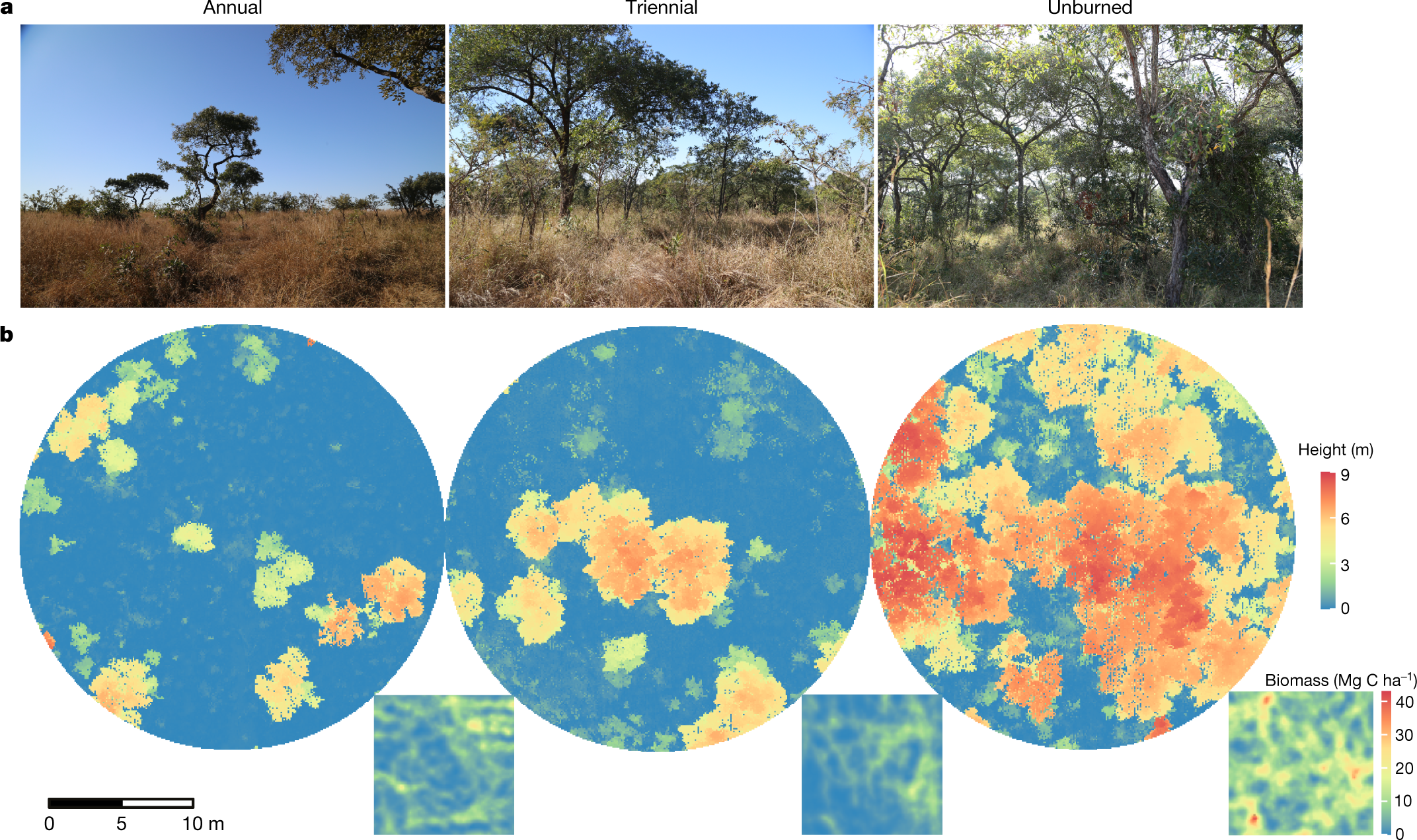 Limited increases in savanna carbon stocks over decades of fire suppression  | Nature