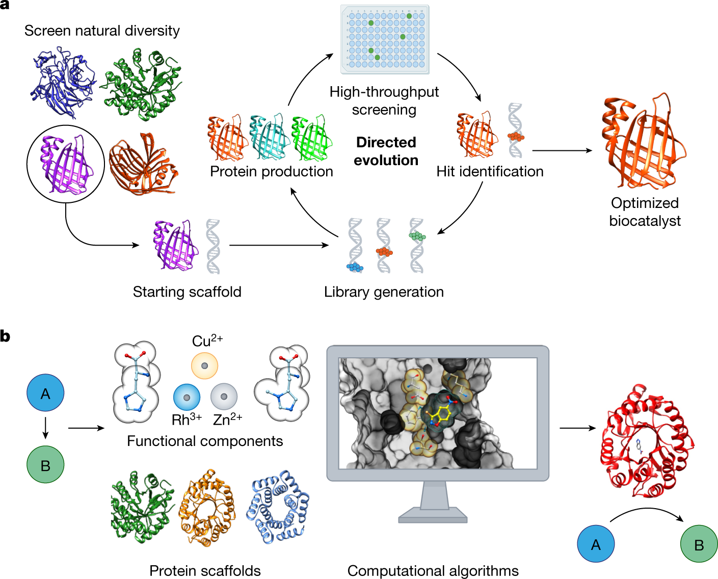 From nature to industry: Harnessing enzymes for biocatalysis