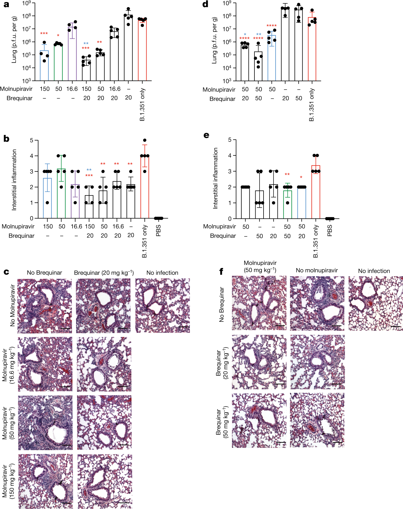 Fig. 4: Combination of molnupiravir and Brequinar reduces SARS-CoV-2 infection and inflammation in vivo.