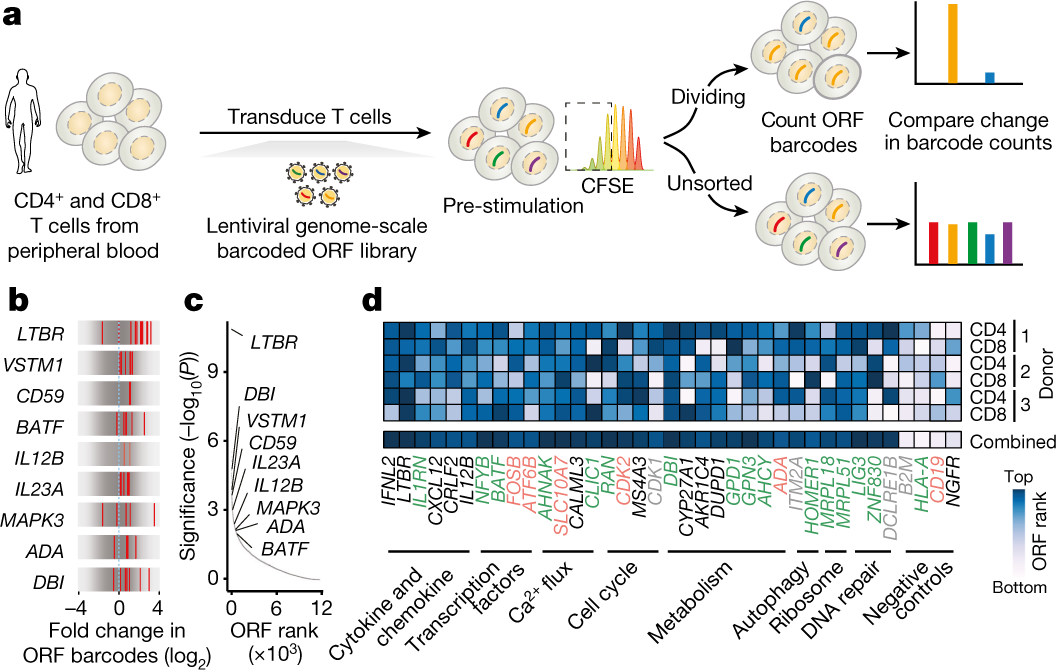 A genome-scale screen for synthetic drivers of T cell ...