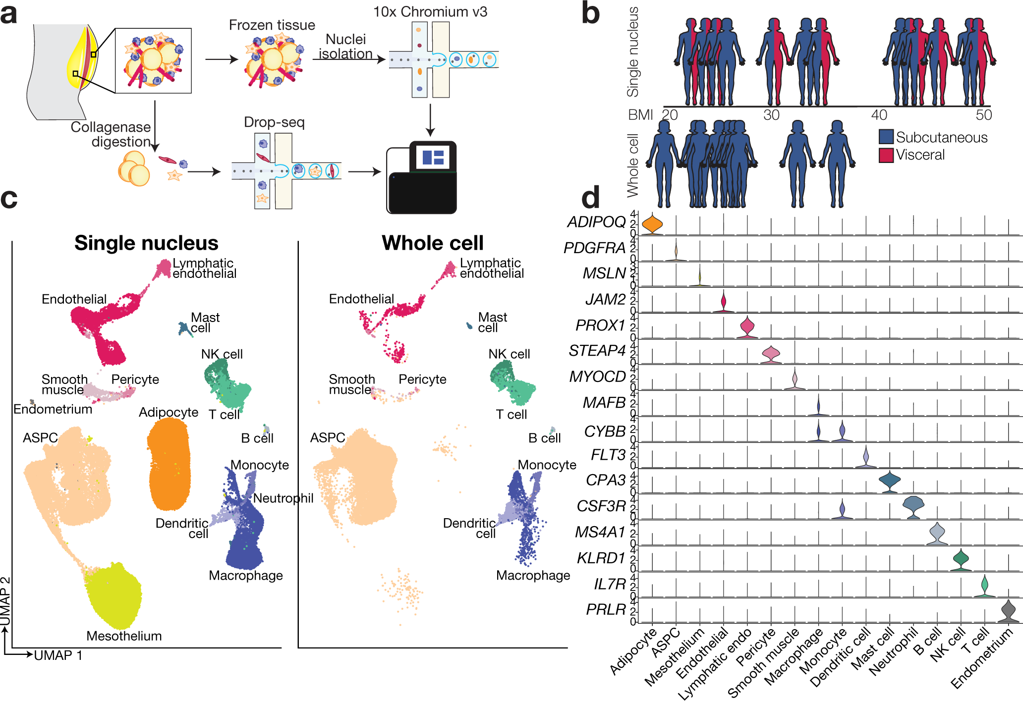 A single-cell atlas of human and mouse white adipose tissue | Nature