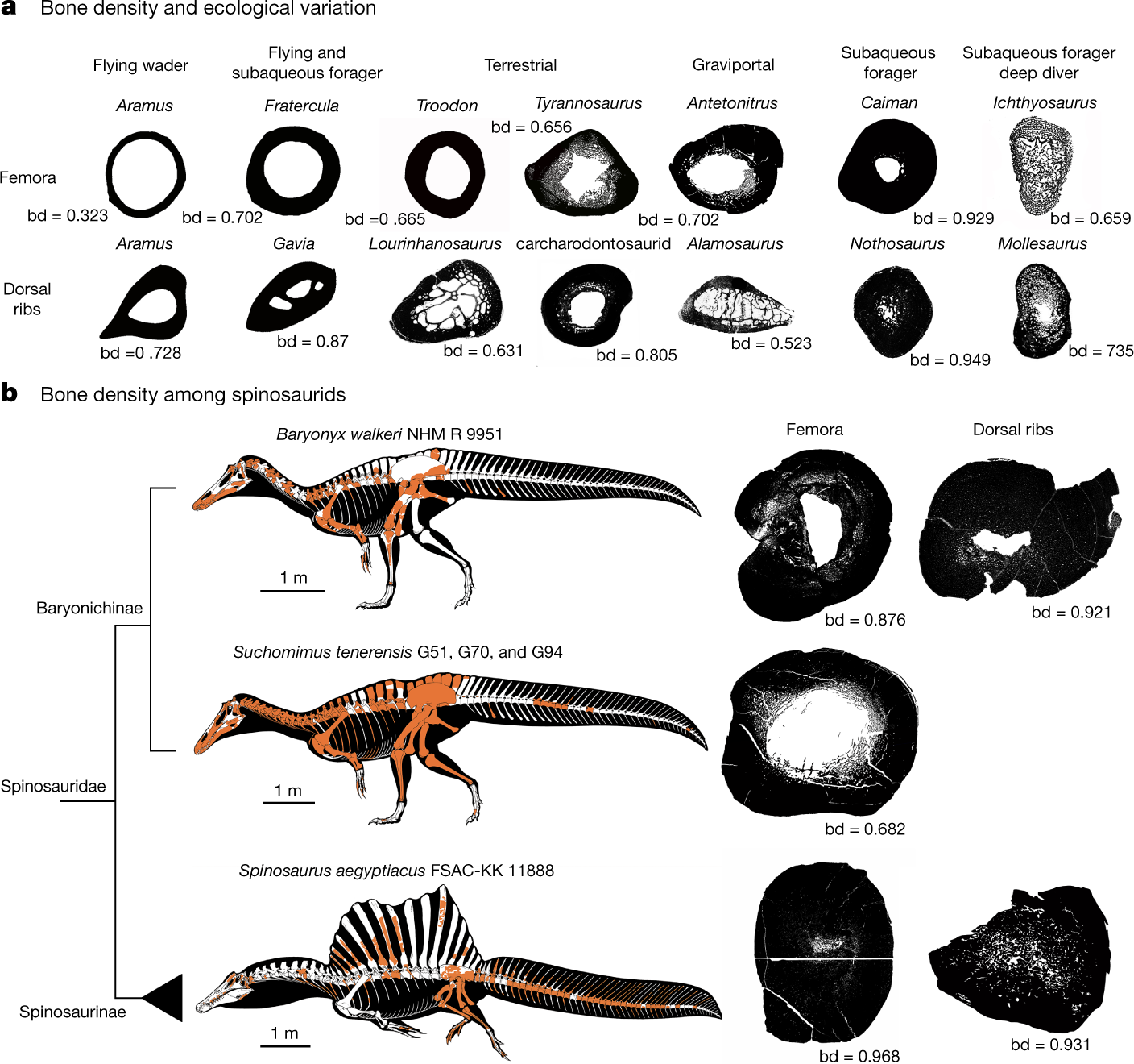 Deinocheirus Animal Facts  Deinocheirus mirificus - A-Z Animals