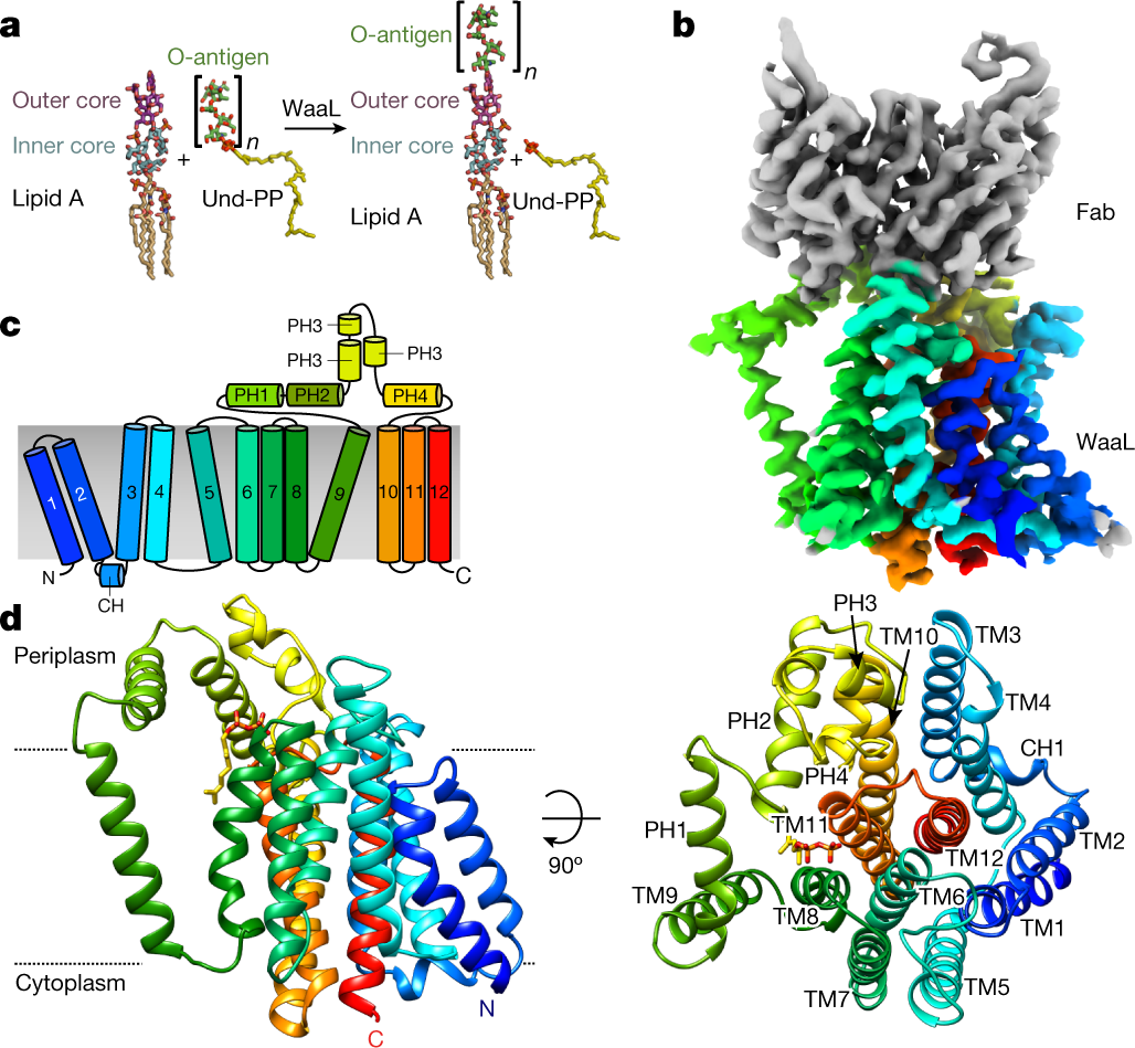 Far Skærm snesevis Structural basis of lipopolysaccharide maturation by the O-antigen ligase |  Nature