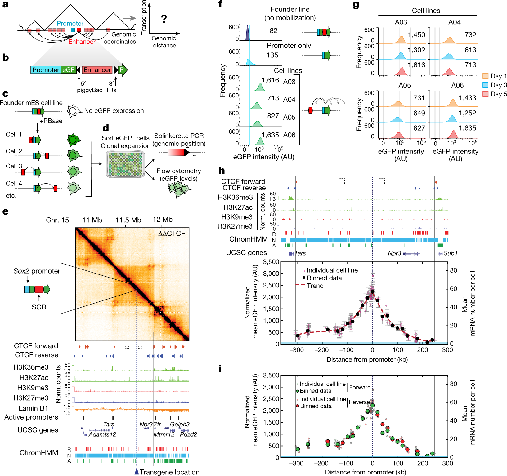 PDF) Intra-promoter switch of transcription initiation sites in