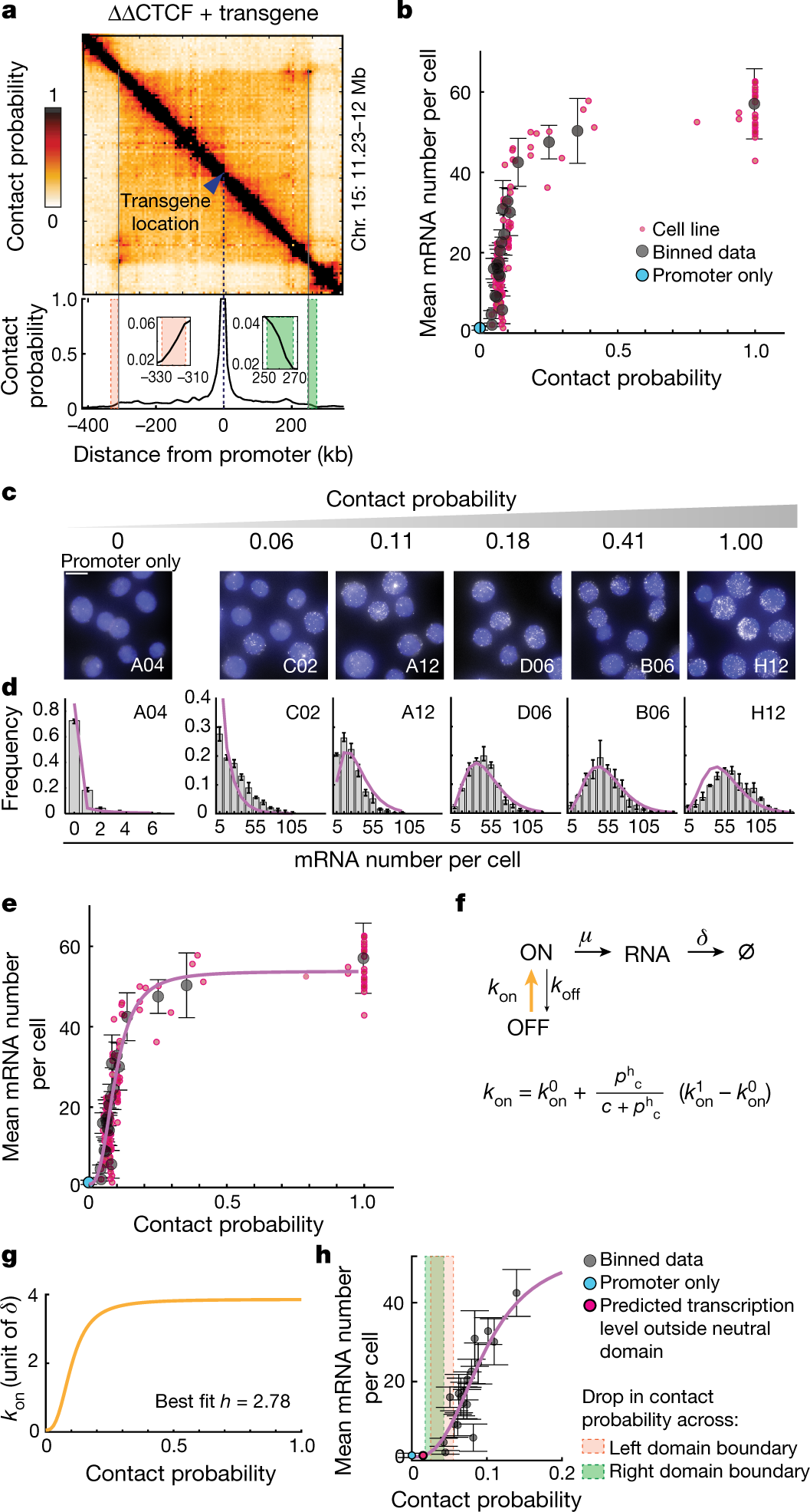 Fig. 2: The promoter on rate is a sigmoidal function of enhancer–promoter contact probabilities.