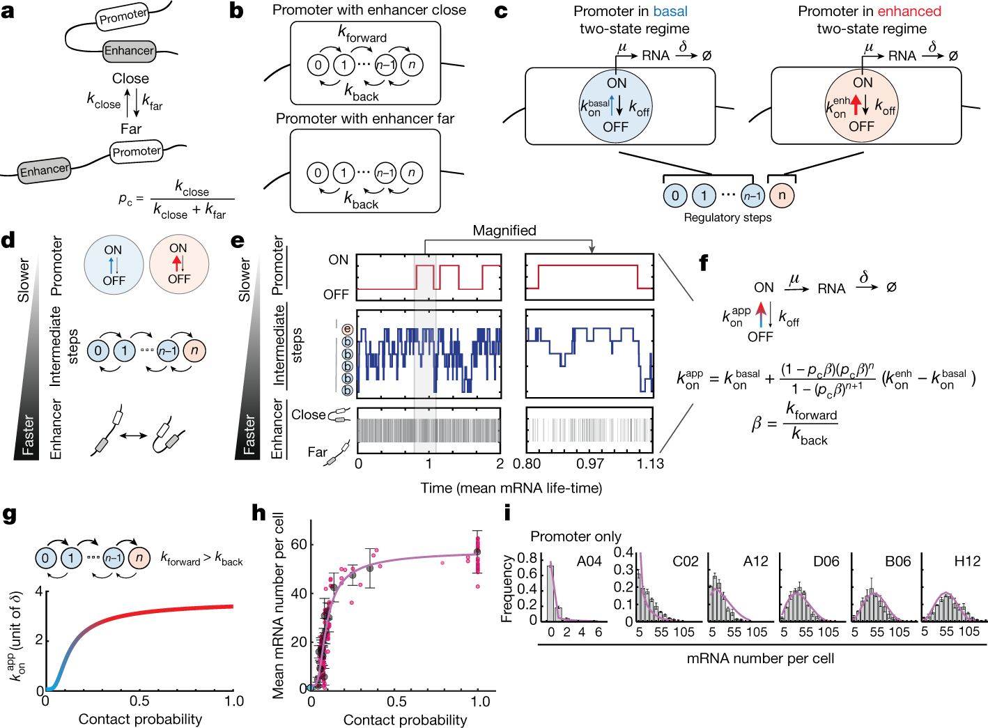 Fig. 3: A mechanistic model of enhancer–promoter communication.