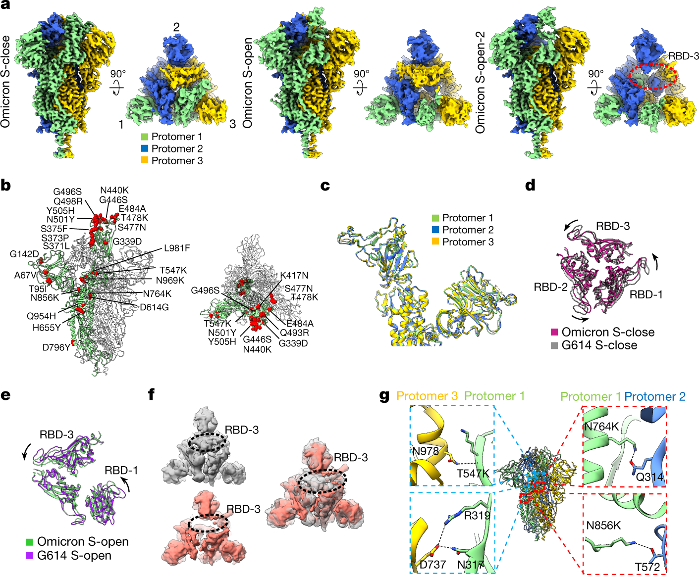 Fig. 1: Cryo-EM structures of the SARS-CoV-2 Omicron S trimer.