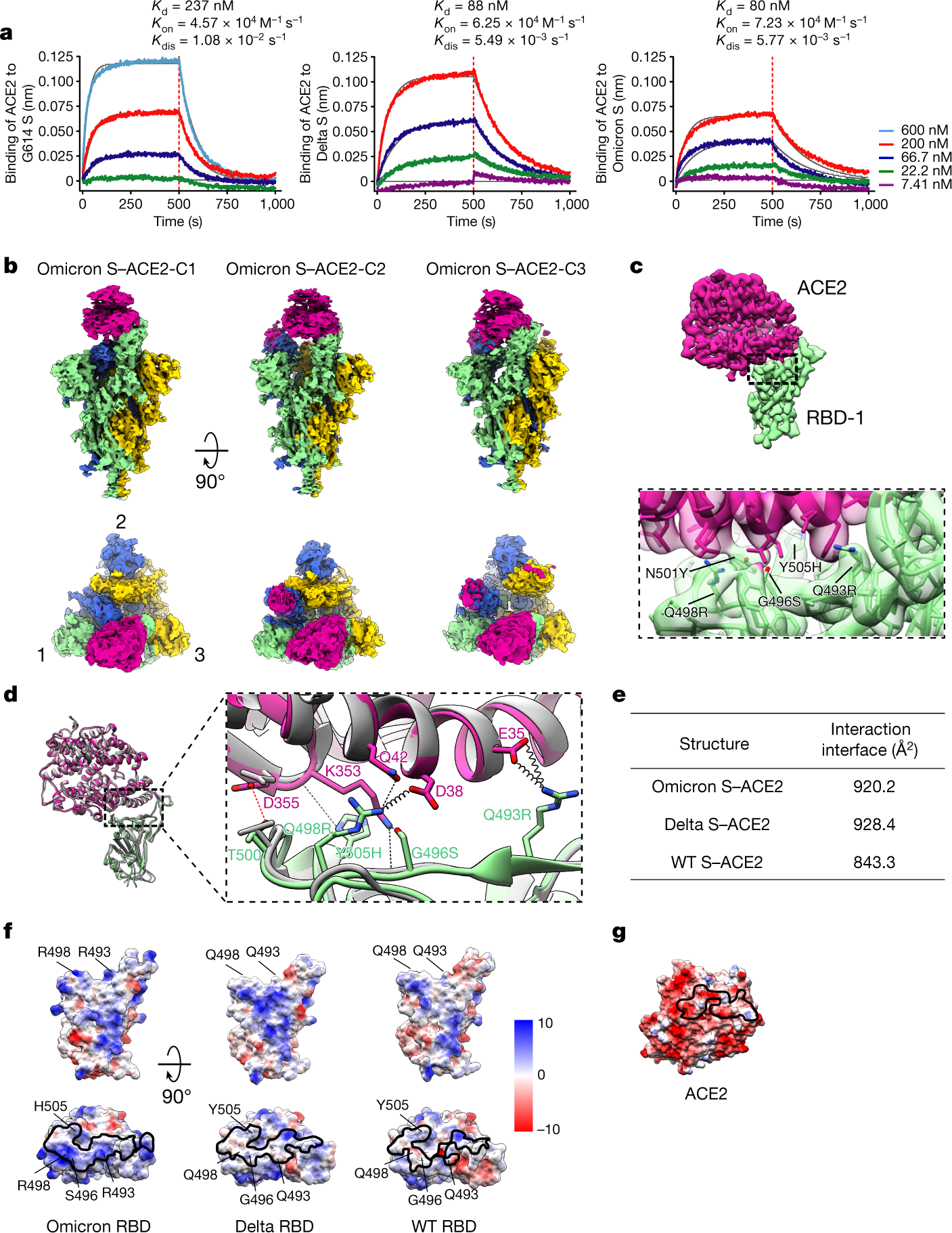 Fig. 2: Structural basis of the enhanced Omicron S–ACE2 interaction.