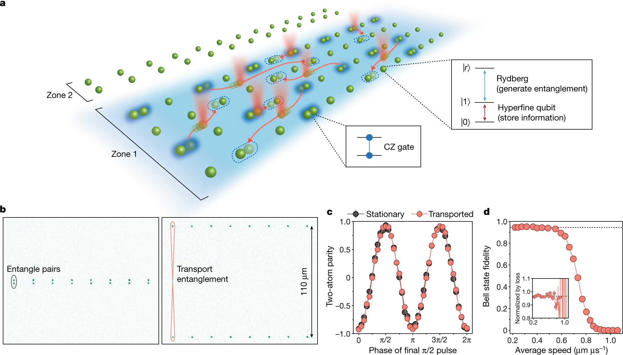 A quantum processor based on coherent transport of entangled atom arrays |  Nature