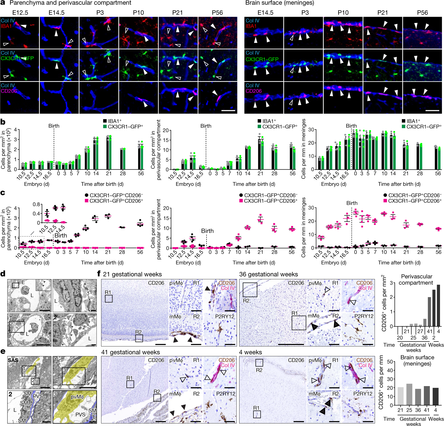 Specification of CNS macrophage subsets occurs postnatally in defined  niches | Nature