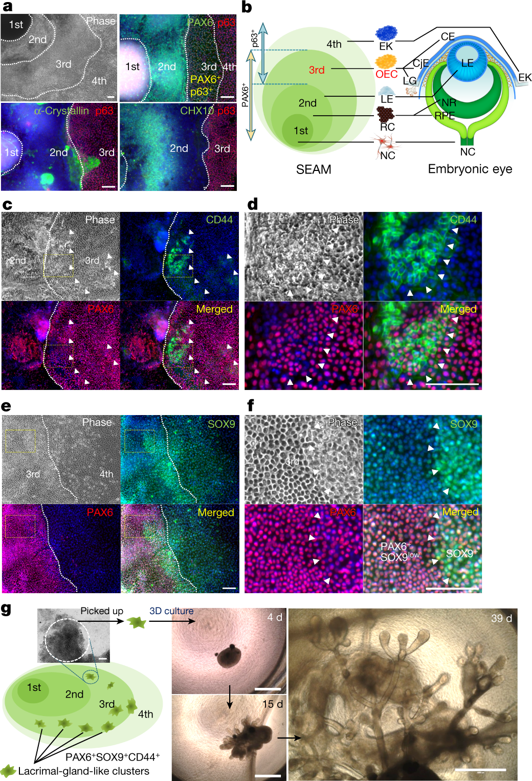 Generation of 3D lacrimal gland organoids from human pluripotent stem cells  | Nature