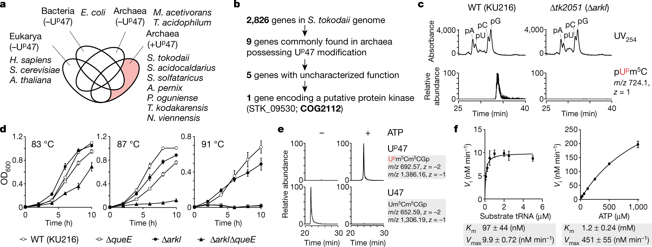Fig. 3: Identification and characterization of the RNA kinase responsible for Up47 and its physiological role.