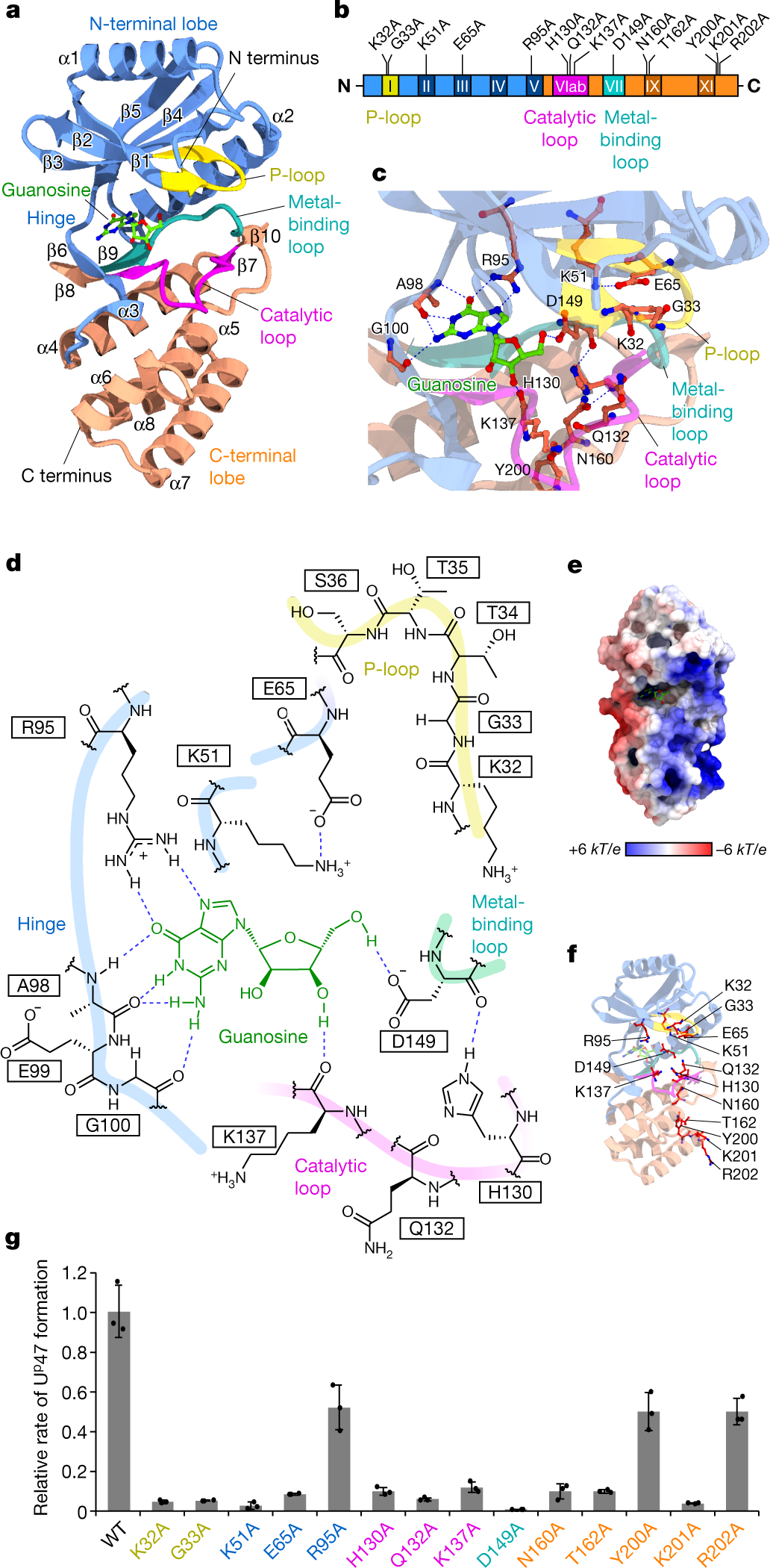 Fig. 4: Crystal structure and characterization of TkArkI.