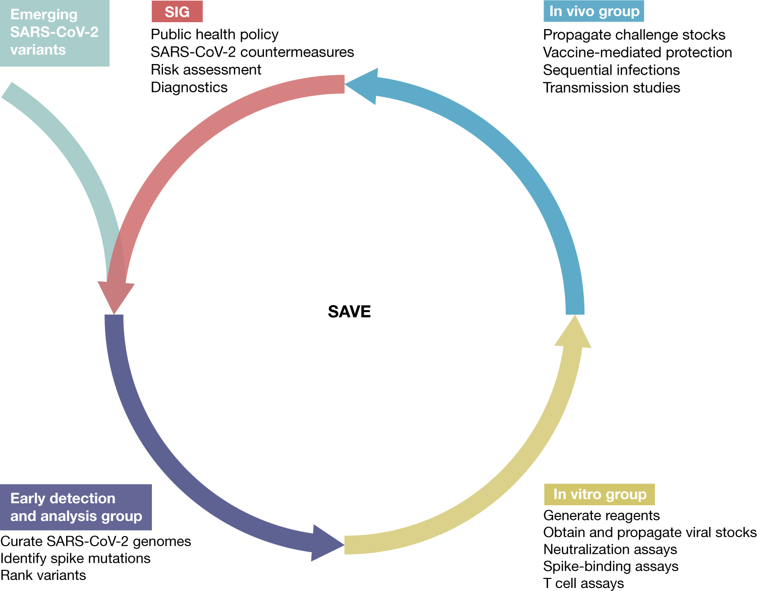 Defining the risk of SARS-CoV-2 variants on immune protection | Nature