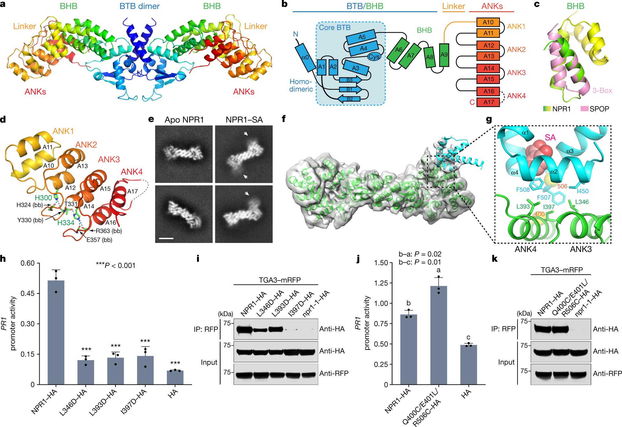 Structural basis of NPR1 in activating plant immunity