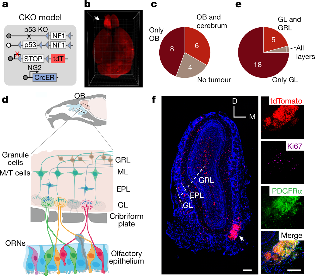 Olfactory sensory experience regulates gliomagenesis via neuronal IGF1 |  Nature