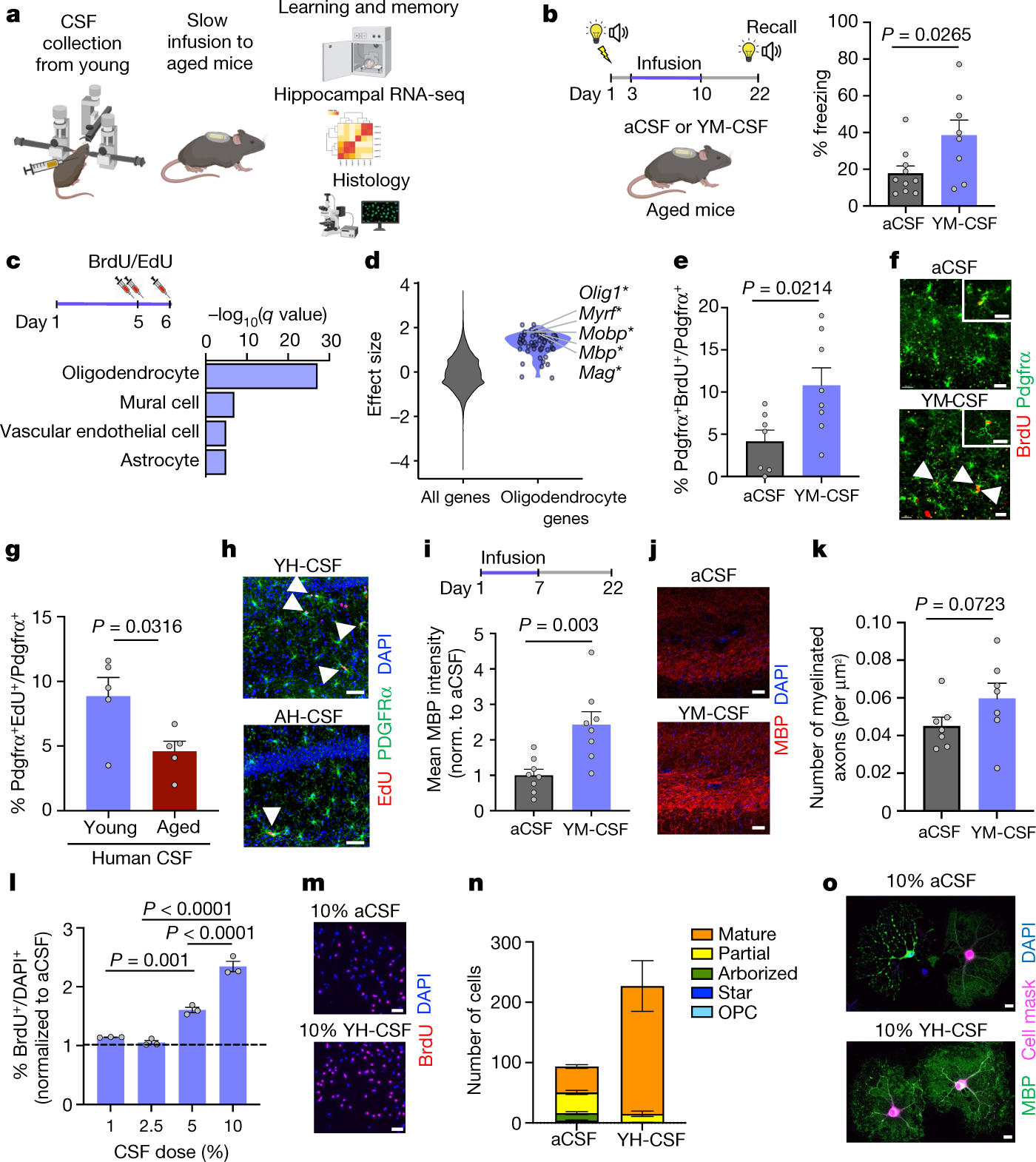 Young CSF restores oligodendrogenesis and memory in aged mice via Fgf17 |  Nature