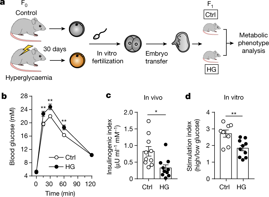 Functional Manipulation of Maternal Gene Products Using In Vitro Oocyte  Maturation in Zebrafish