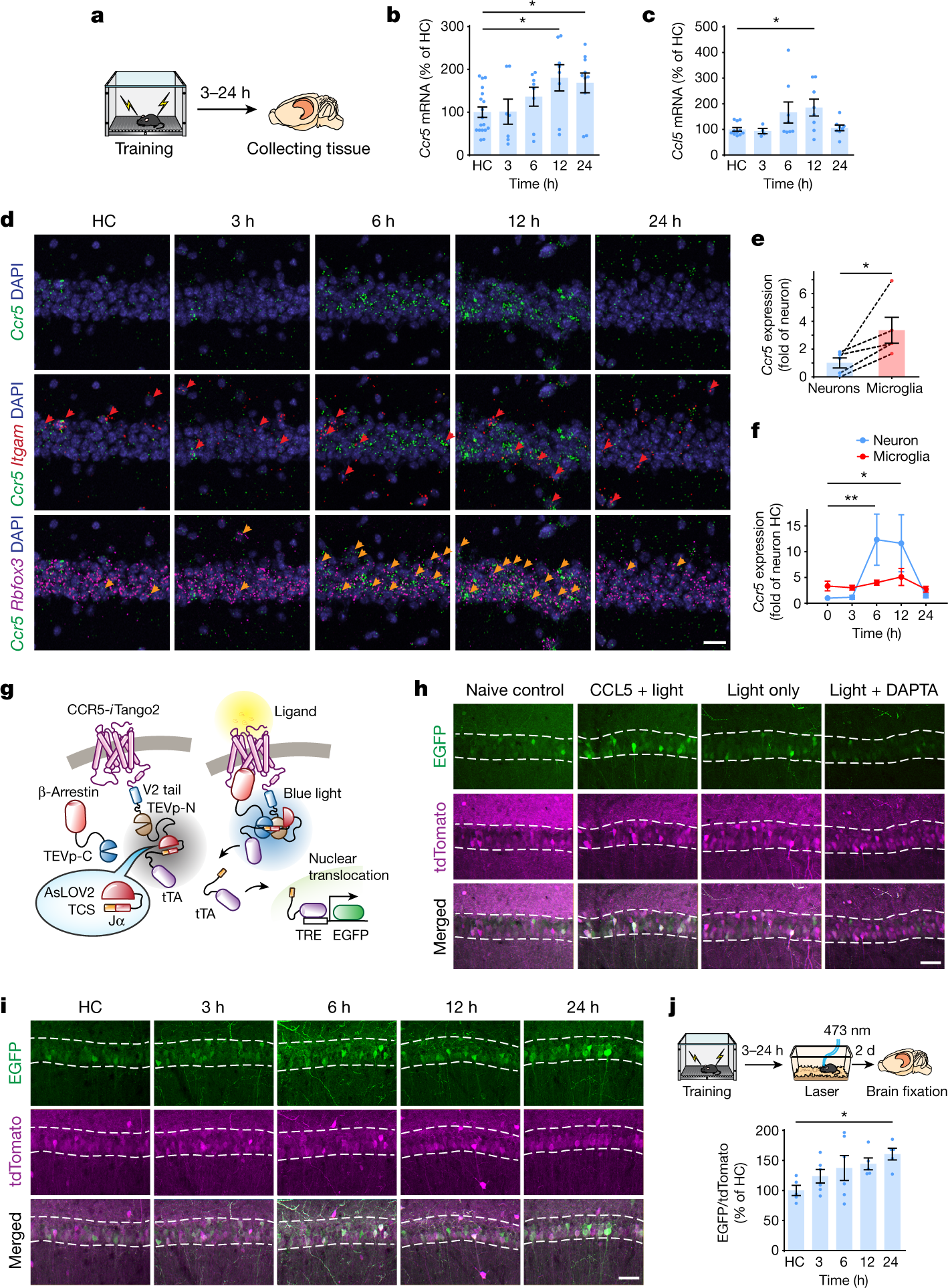 CCR5 closes the temporal window for memory linking | Nature