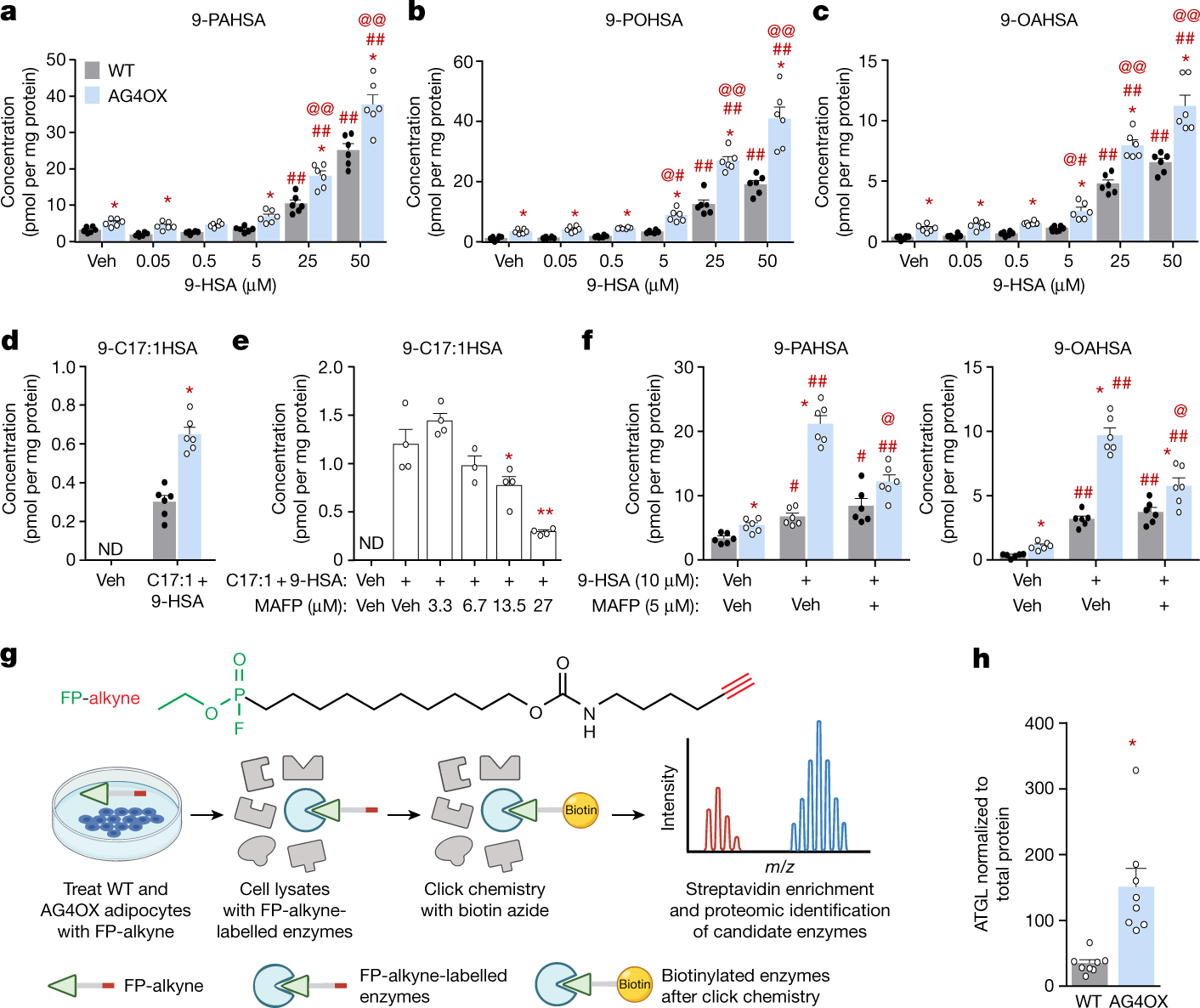 ATGL is a biosynthetic enzyme for fatty acid esters of hydroxy fatty acids  | Nature