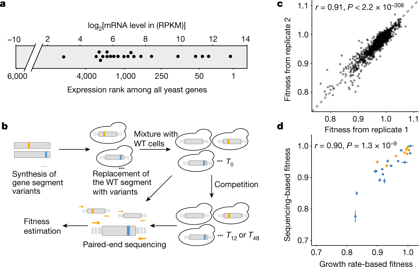 Synonymous mutations in representative yeast genes are mostly strongly  non-neutral | Nature