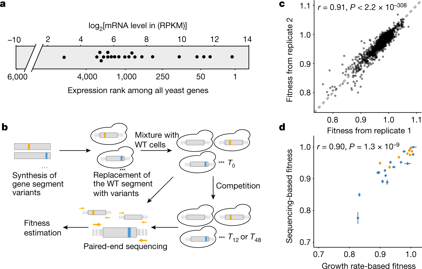 A new synonym-substitution method to enrich the human phenotype