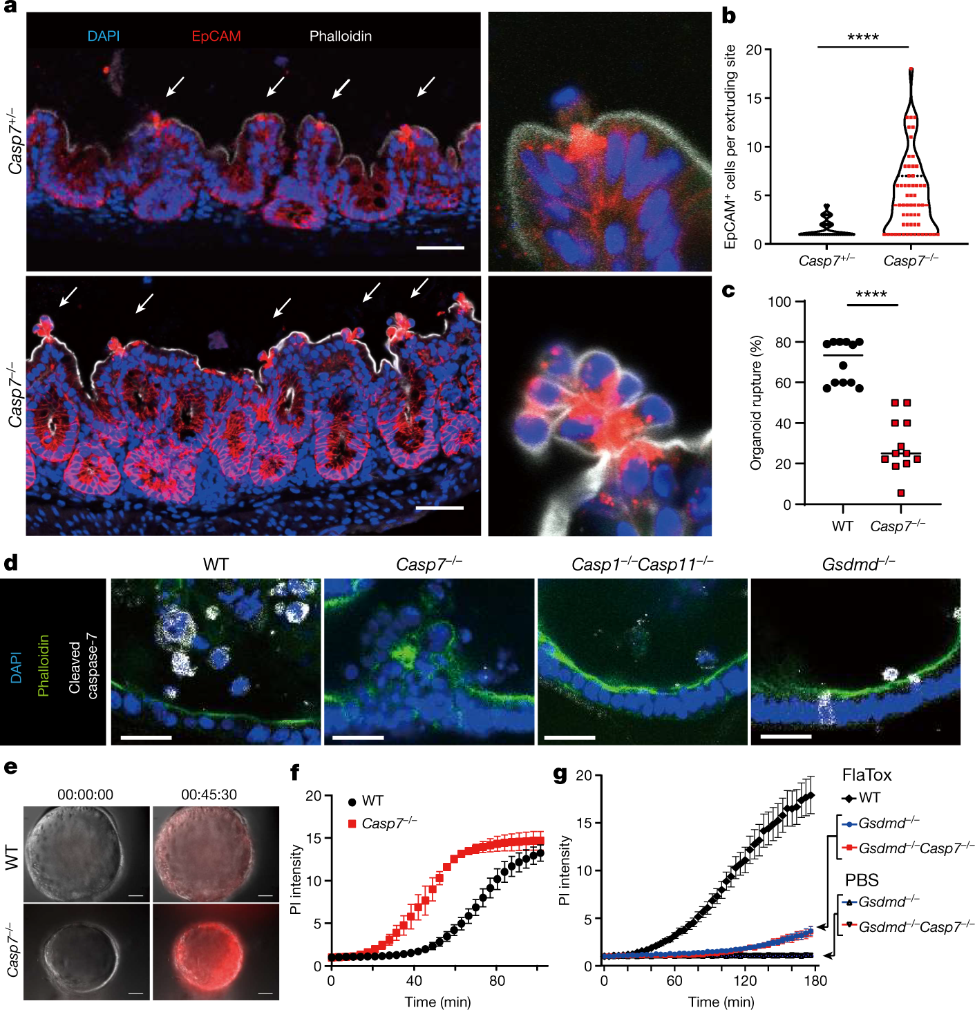 Caspase-7 activates ASM to repair gasdermin and perforin pores | Nature
