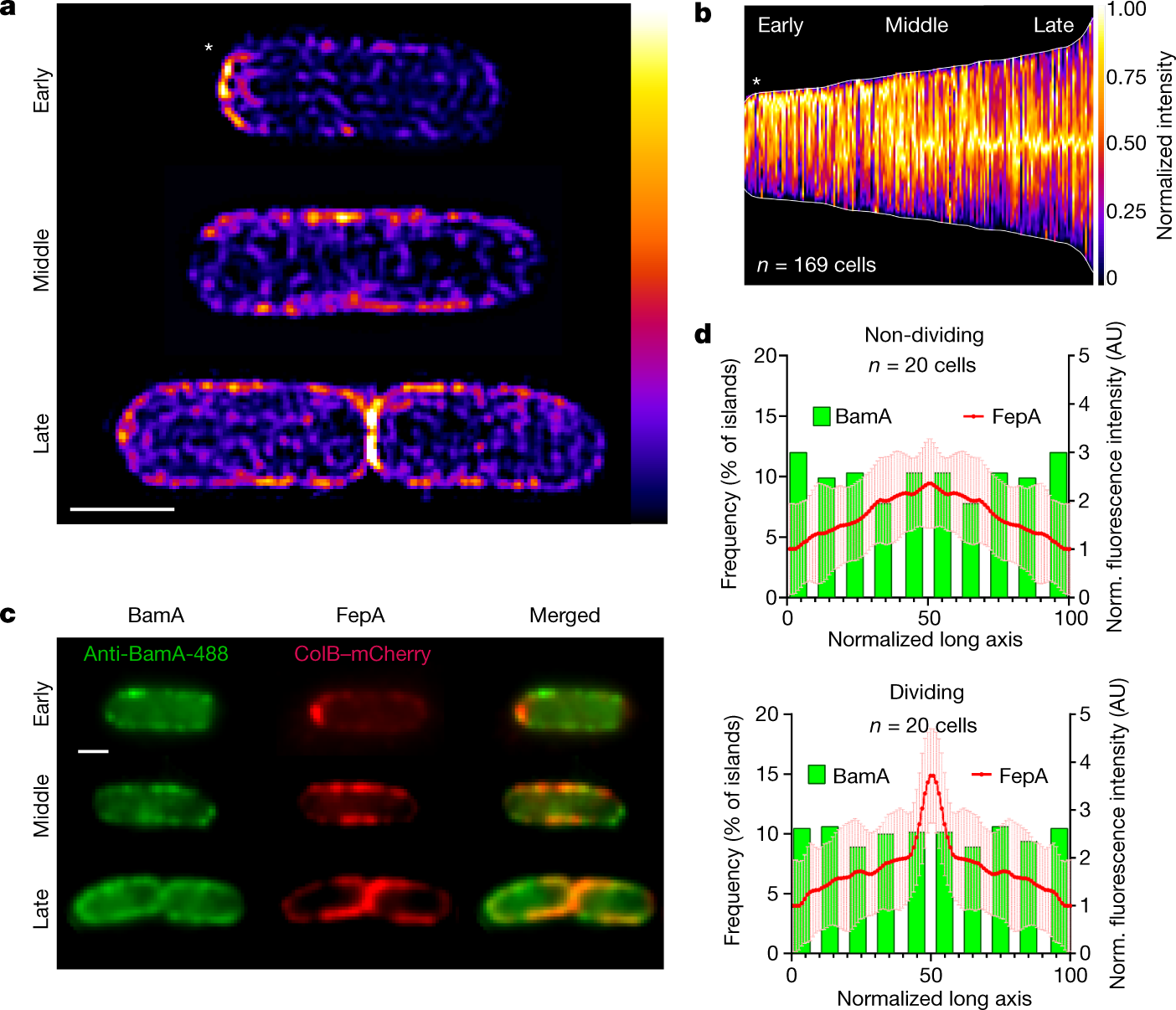Steric exclusion and protein conformation determine the localization of  plasma membrane transporters