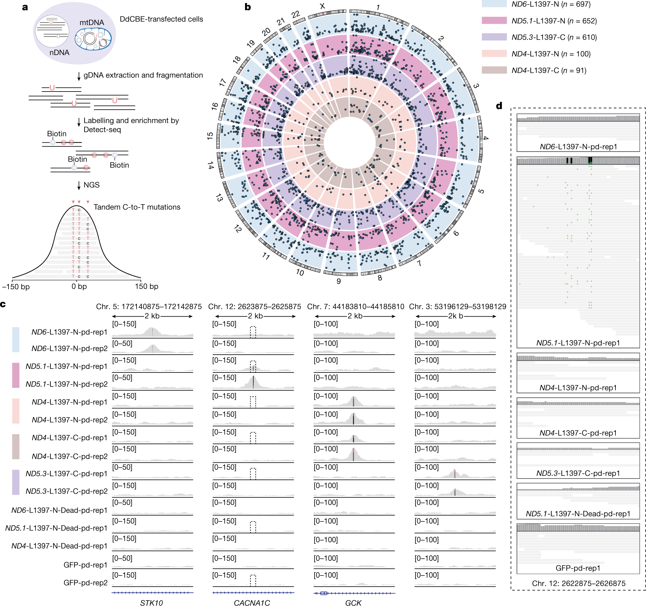 Mitochondrial base editor induces substantial nuclear off-target mutations  | Nature