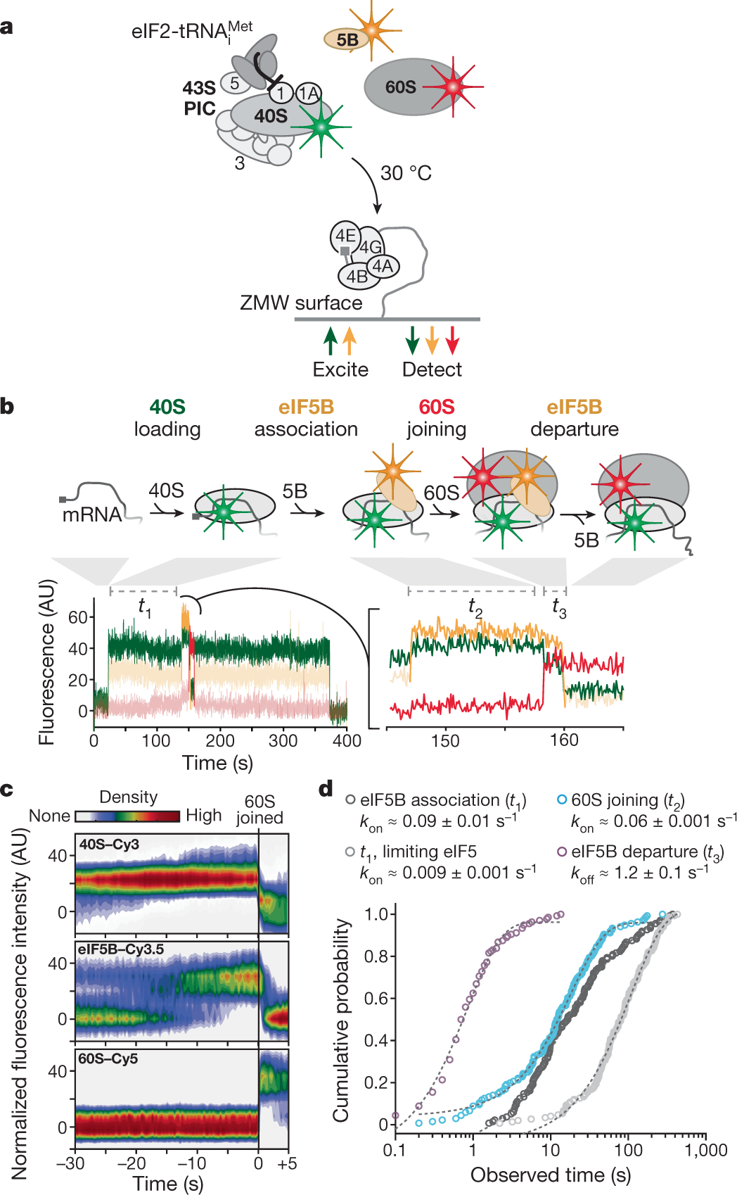 eIF5B and eIF1A reorient initiator tRNA to allow ribosomal subunit joining  | Nature