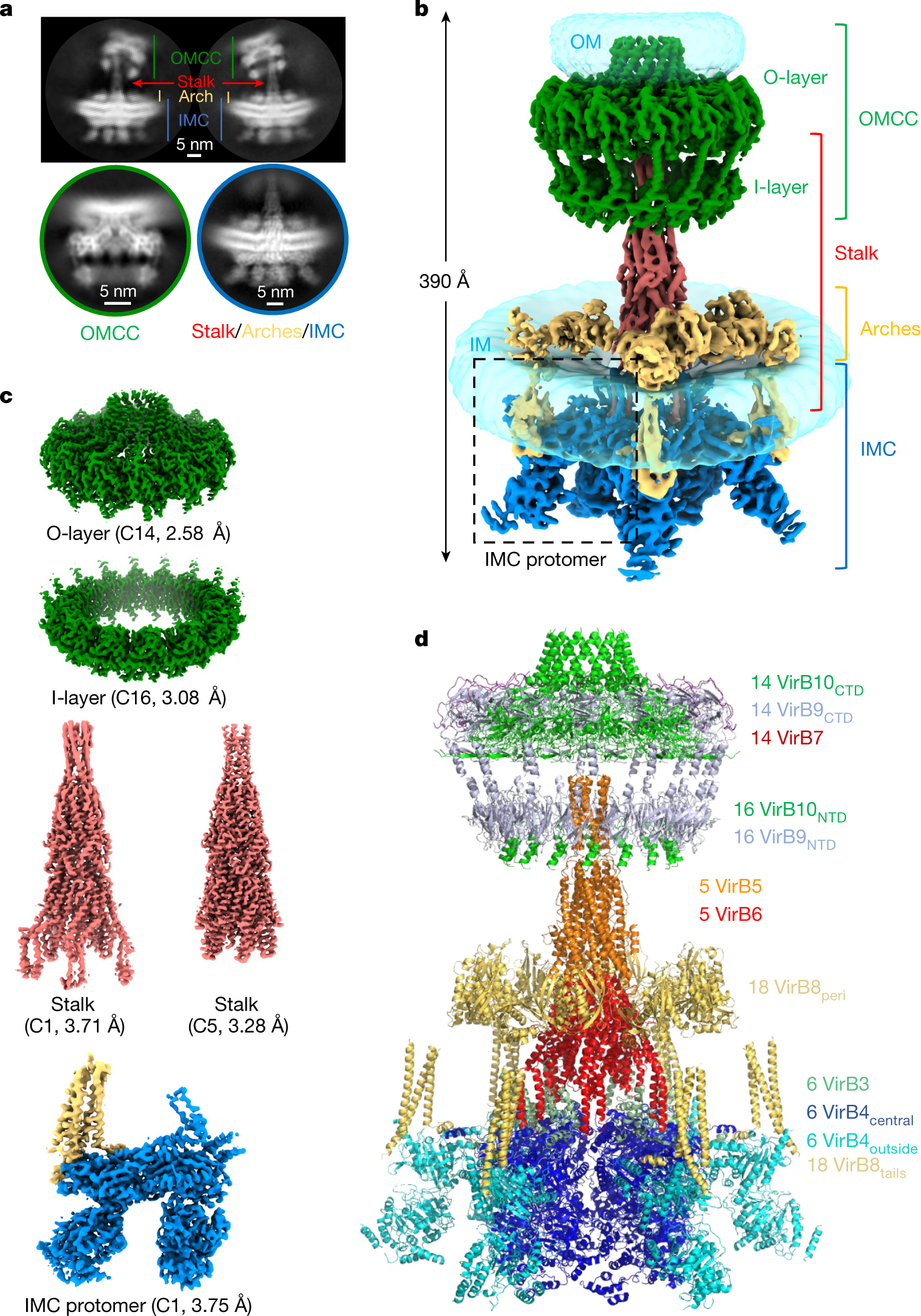 Cryo-EM structure of a type IV secretion system