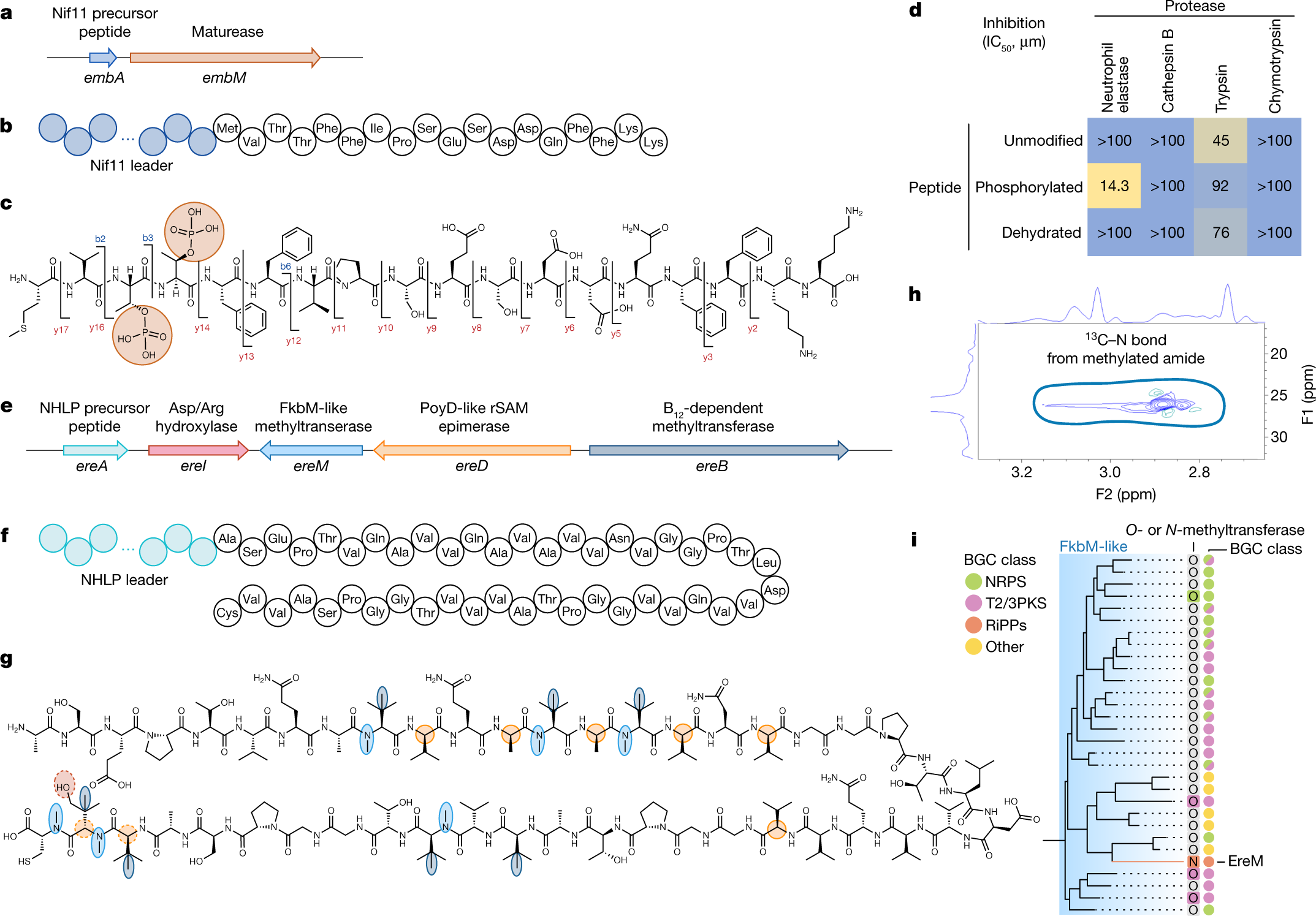 Fig. 4: ‘Ca. Eudoremicrobiaceae’ spp. are a source of unusual enzymology and natural product structure.