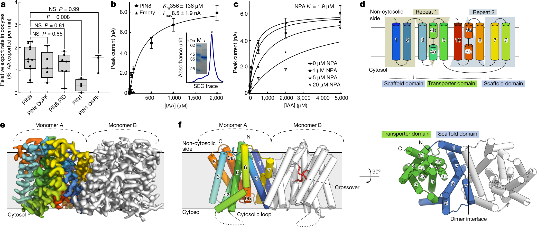 Structures and mechanism of the plant PIN FORMED auxin transporter ...