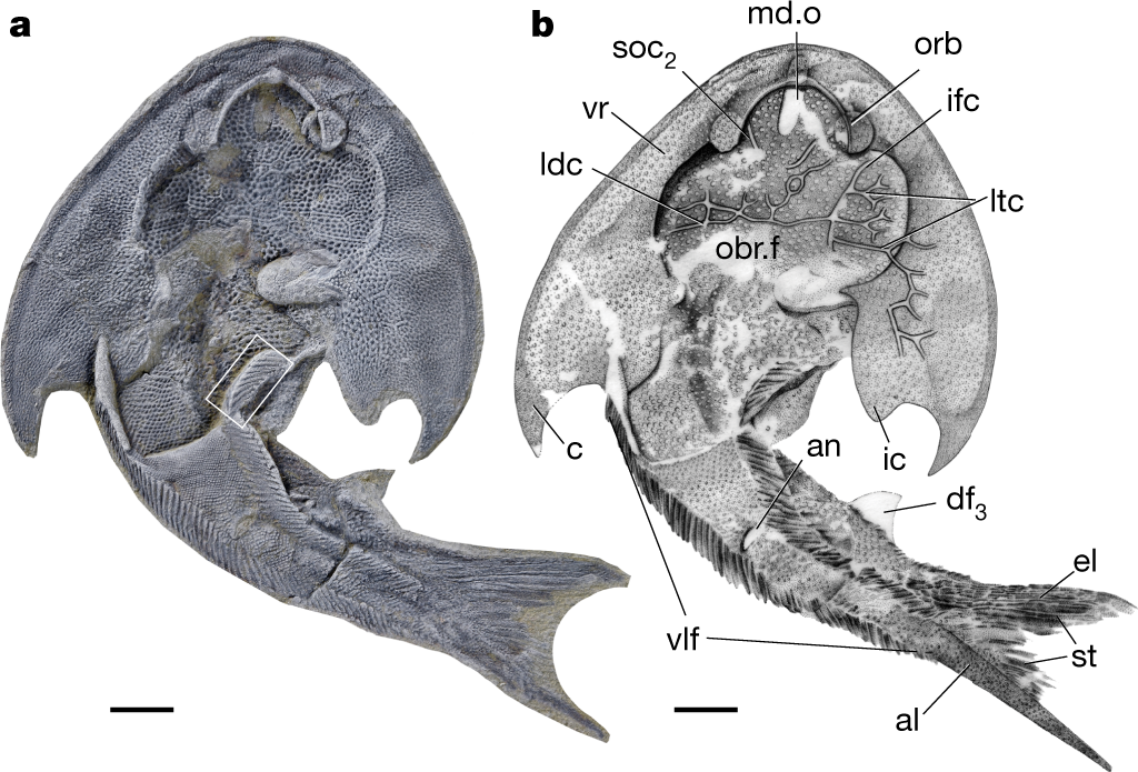 A treatise on zoology . »L ^f. Ym. IV. 1.—Cucumaria pentactes (Linn.),  opened along the right of the median dorsal line ; theright respiratory  tree has been cut short. 2.—Spicule ; 3.—Oral